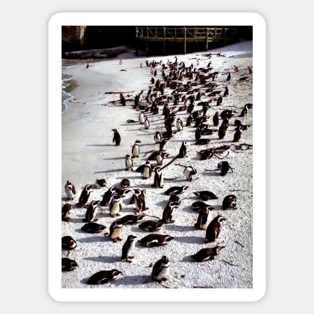 Colony of African Penguins, Boulder Beach, South Africa Sticker by Carole-Anne